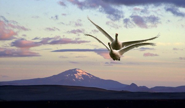 ji_hekla_alftir_list_1709112814.jpg