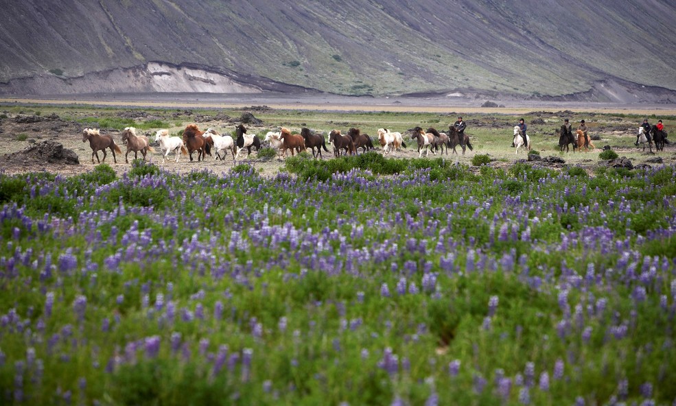 Horses_and_lupine_slider_1751638209.jpg