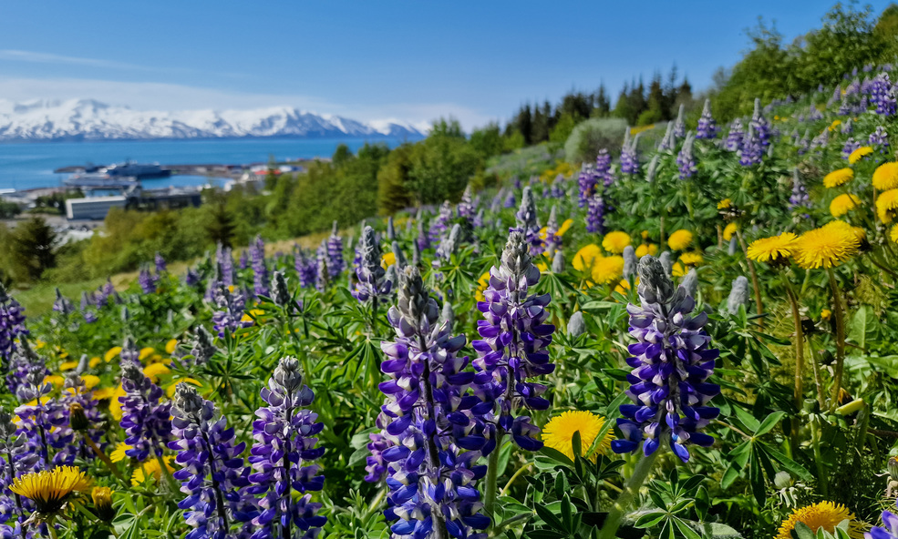 Husavik_slider_1733833530.jpg