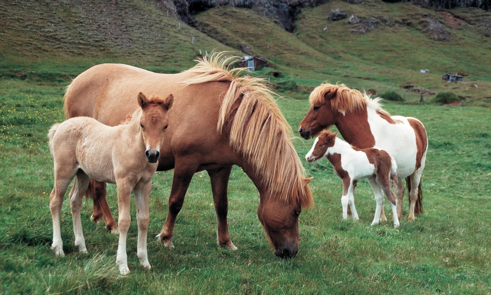 Pferde_visit_iceland-5b77ddab83558_slider_1736765702.jpg